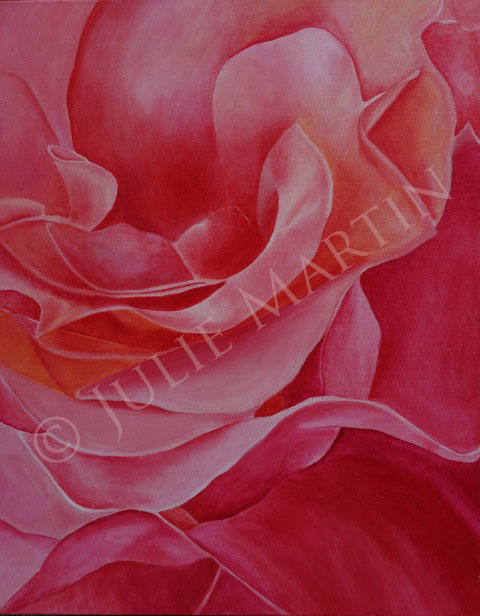 Close Up Pink Rose
